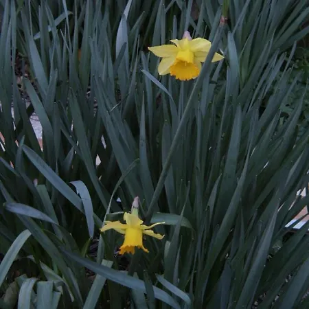 アパート With Parking Space Orebic, Peljesac - 266