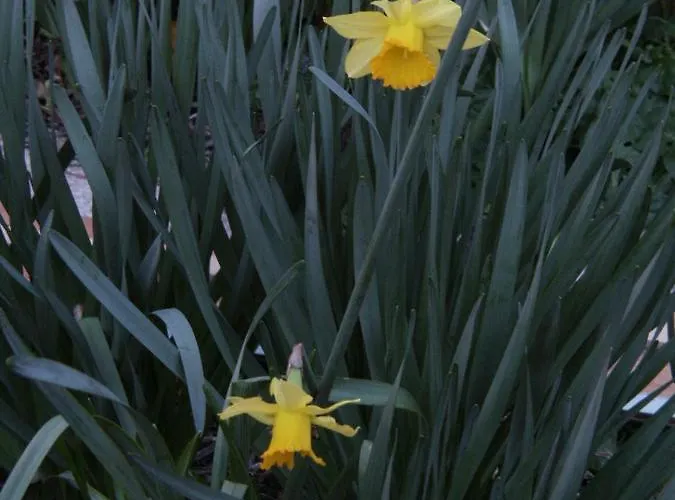 Apartman With Parking Space Orebic, Peljesac - 266